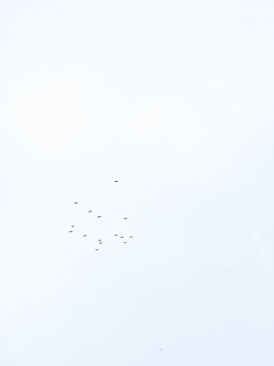 a flock of birds flying across a white sky