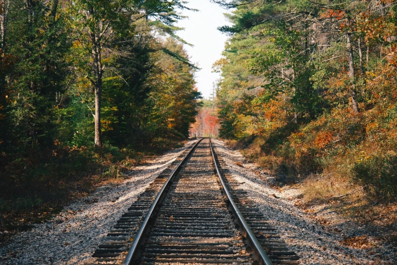 a rail line through some trees with many leaves on it