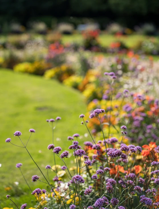 a field with a bunch of flowers next to it