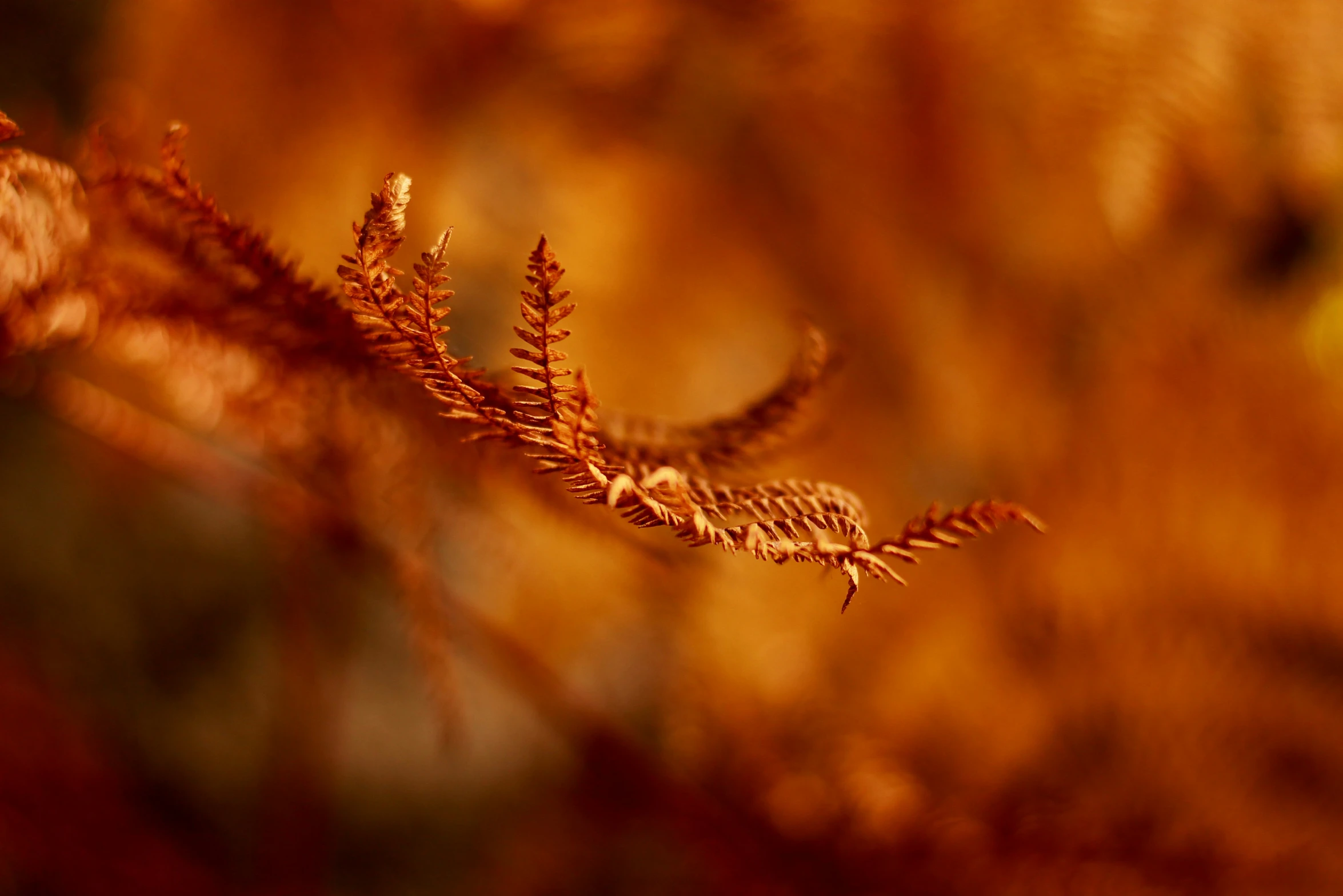 an extreme close up of a brown plant