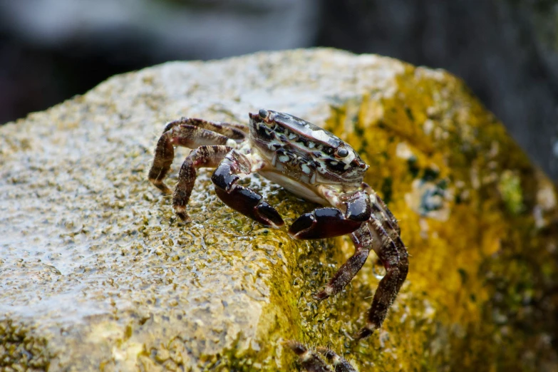 a small spider with long legs on top of a rock