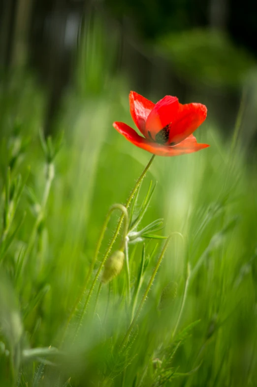 a single red flower is sitting alone in the grass