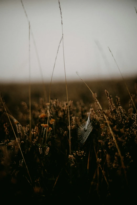 a leaf sitting on top of a field next to dry grass