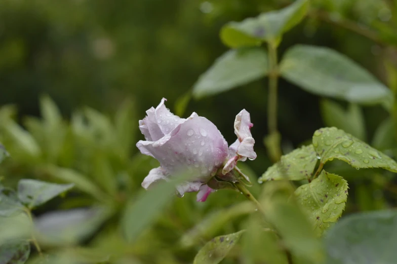 a pink flower with dew drops of water on it