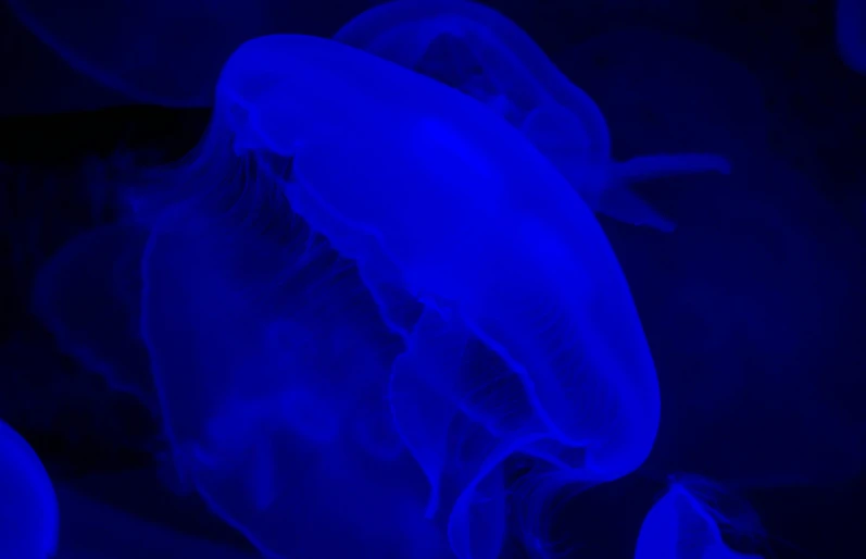 a close up s of a blue light with jellyfish swimming around