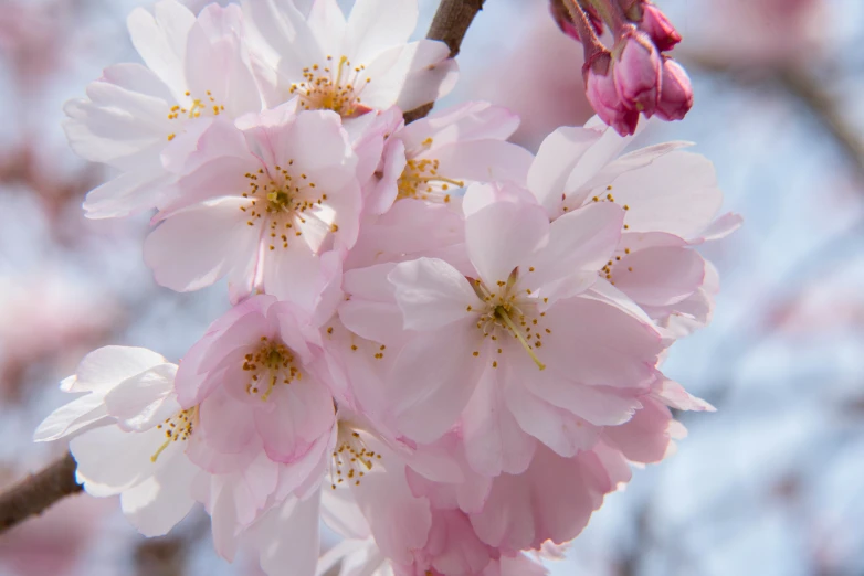 a cluster of pink flowers in front of a blue sky