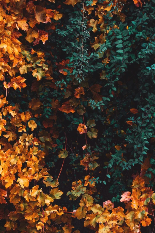 an image of many leaves in the air