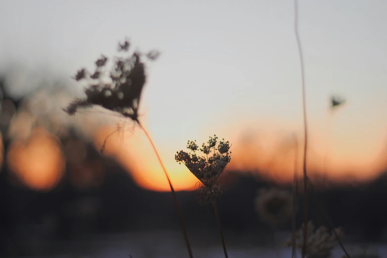 a lone flower in the middle of the evening