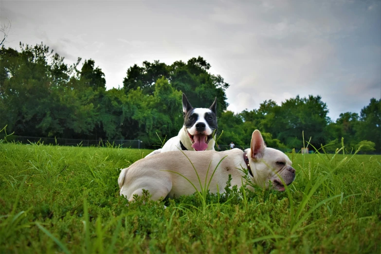 a pair of dogs are enjoying laying in the grass