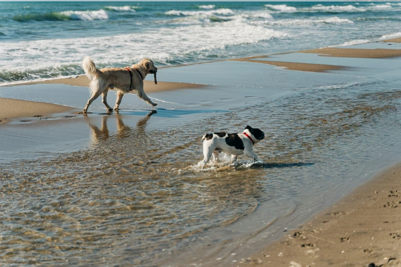 two dogs playing with an object in the water