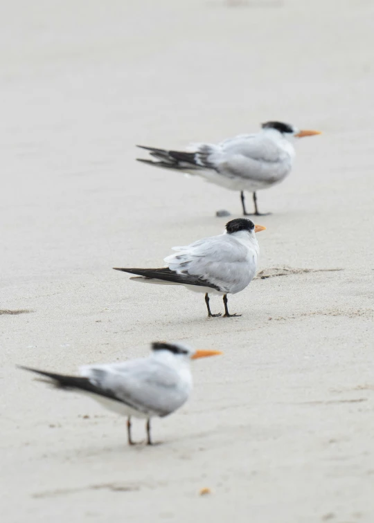 five black and white seagulls stand on the beach