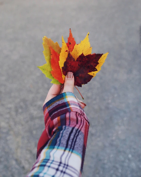 someone holding a leaf that is yellow, brown and red