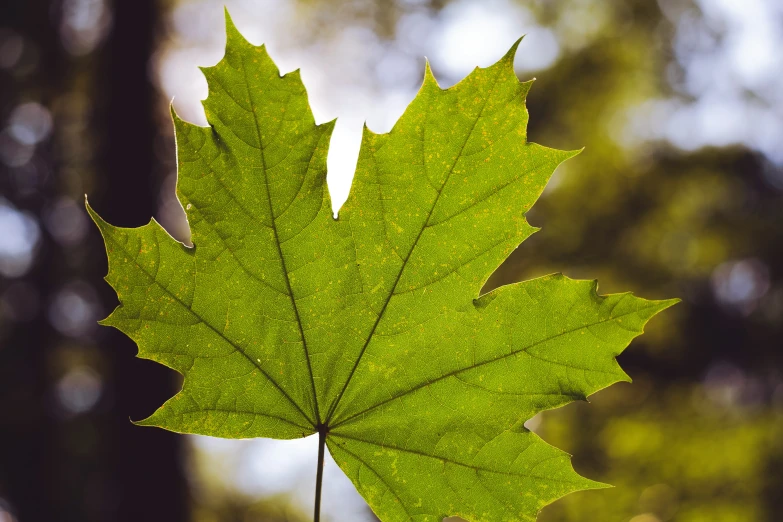 a green leaf is pictured as it rests on the ground