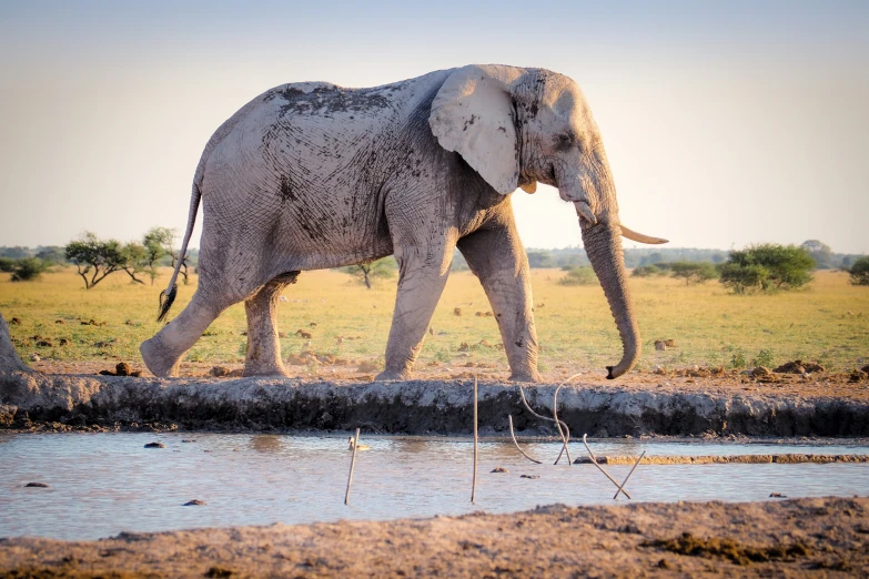 a lone elephant walking across a dirt field