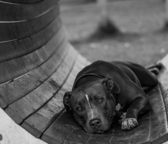 there is a black dog laying on the bench