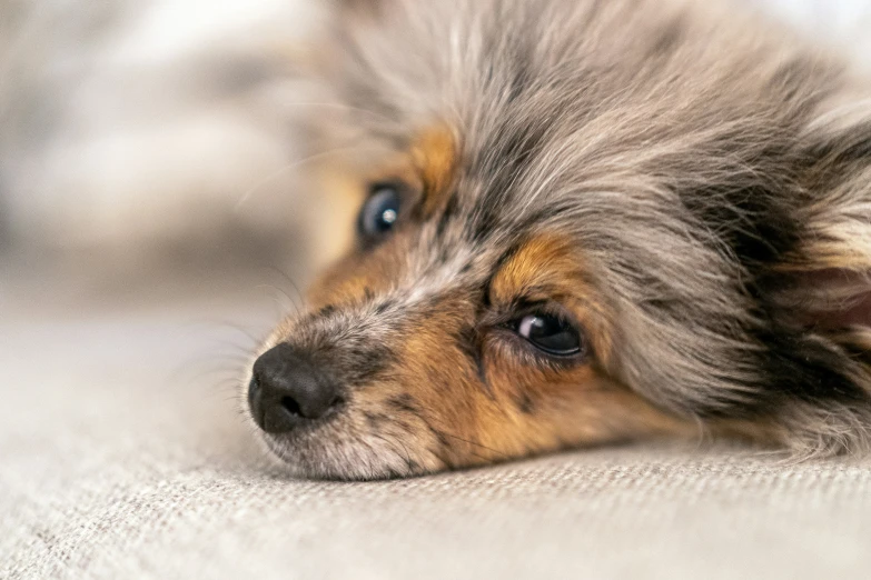 a brown and white dog laying on top of a bed