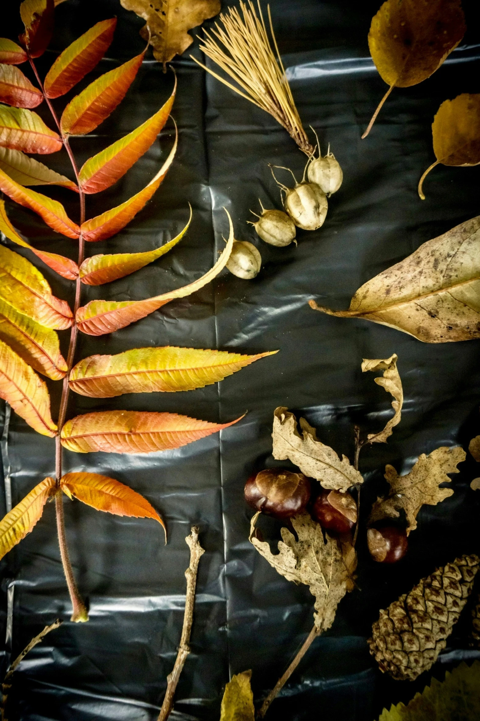 fall and leaf collection in black, white and orange tones