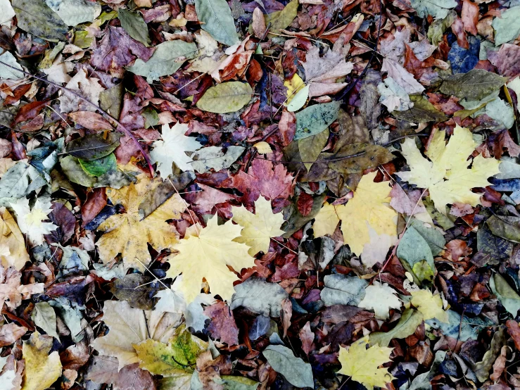 fall leaves on the ground in a park