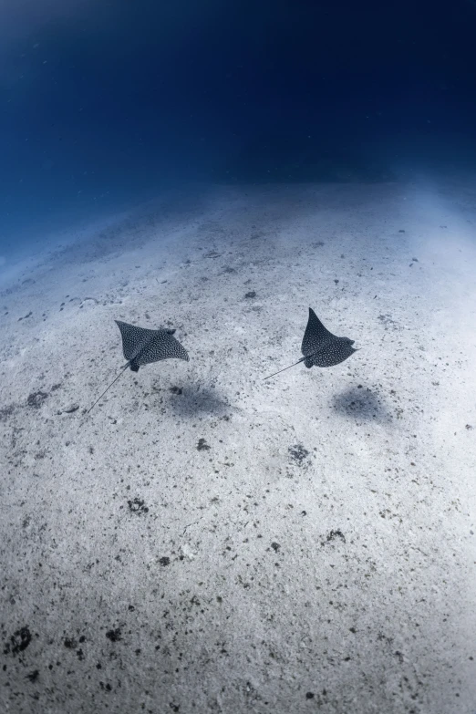 two sting rays in shallow blue water near shore