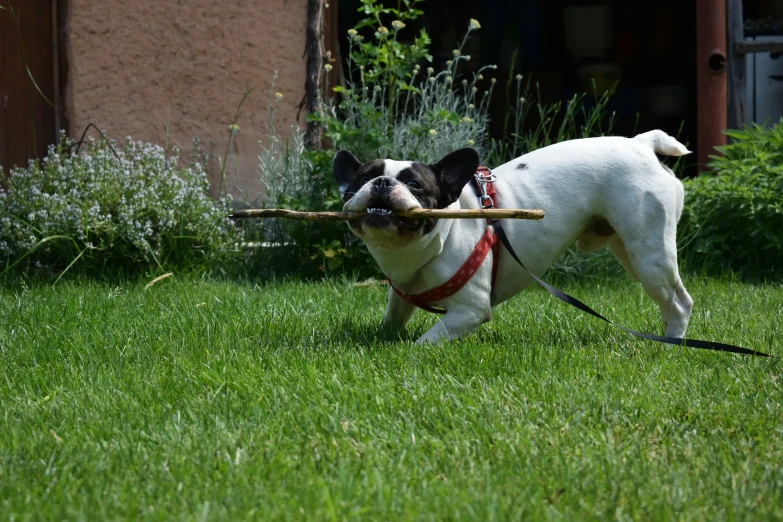 dog carrying wooden stick through yard of home