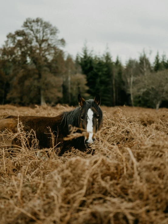 a horse that is standing in some hay