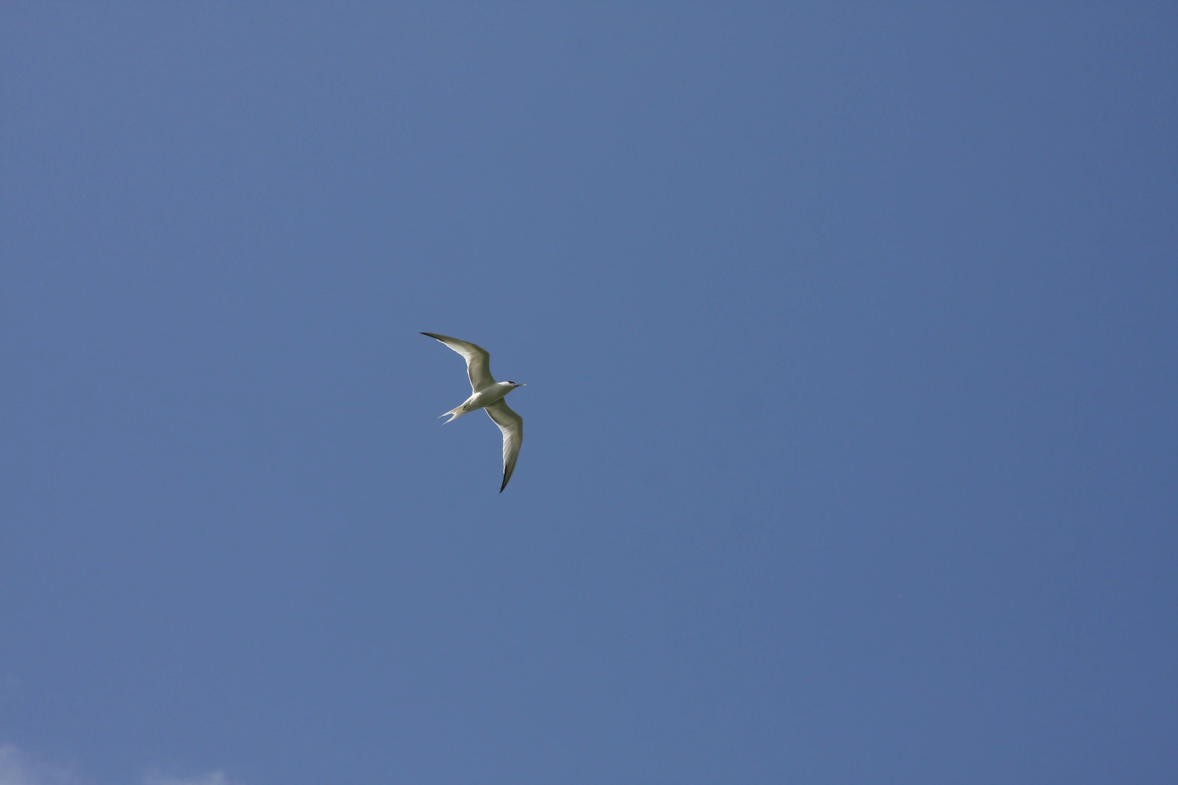 a bird soaring through a cloudless blue sky