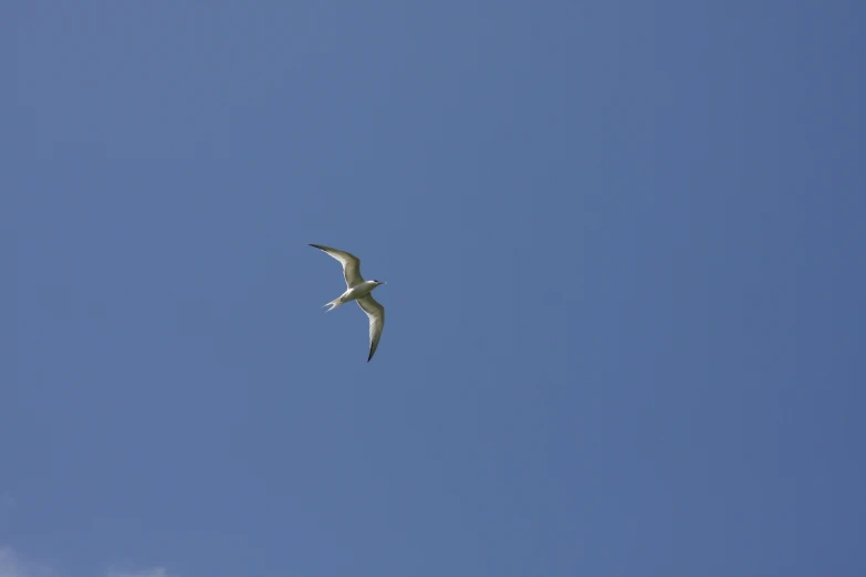 a bird soaring through a cloudless blue sky