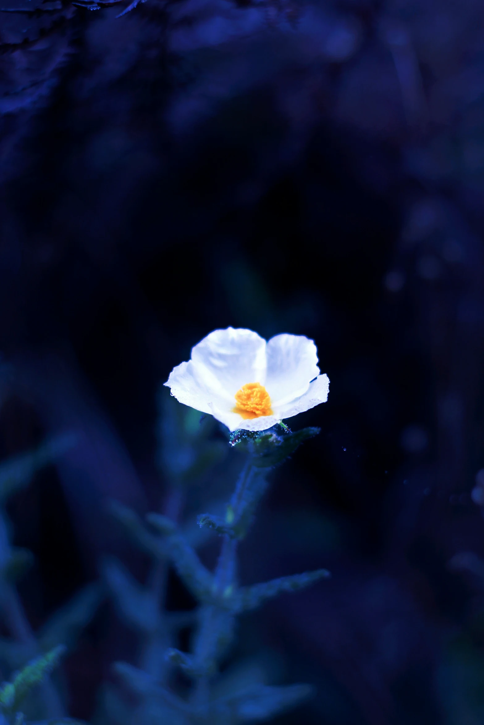 the white flower has been growing near the rocks