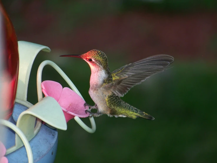 a hummingbird flying near some colorful flowers