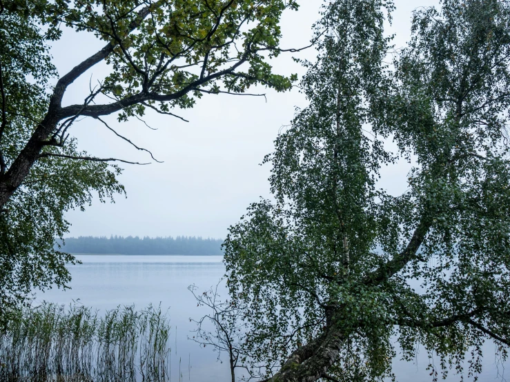 the view from outside of an open area with trees and water