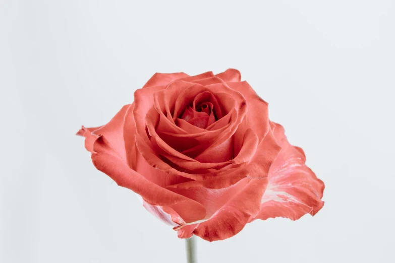 a red rose in bloom against a white sky