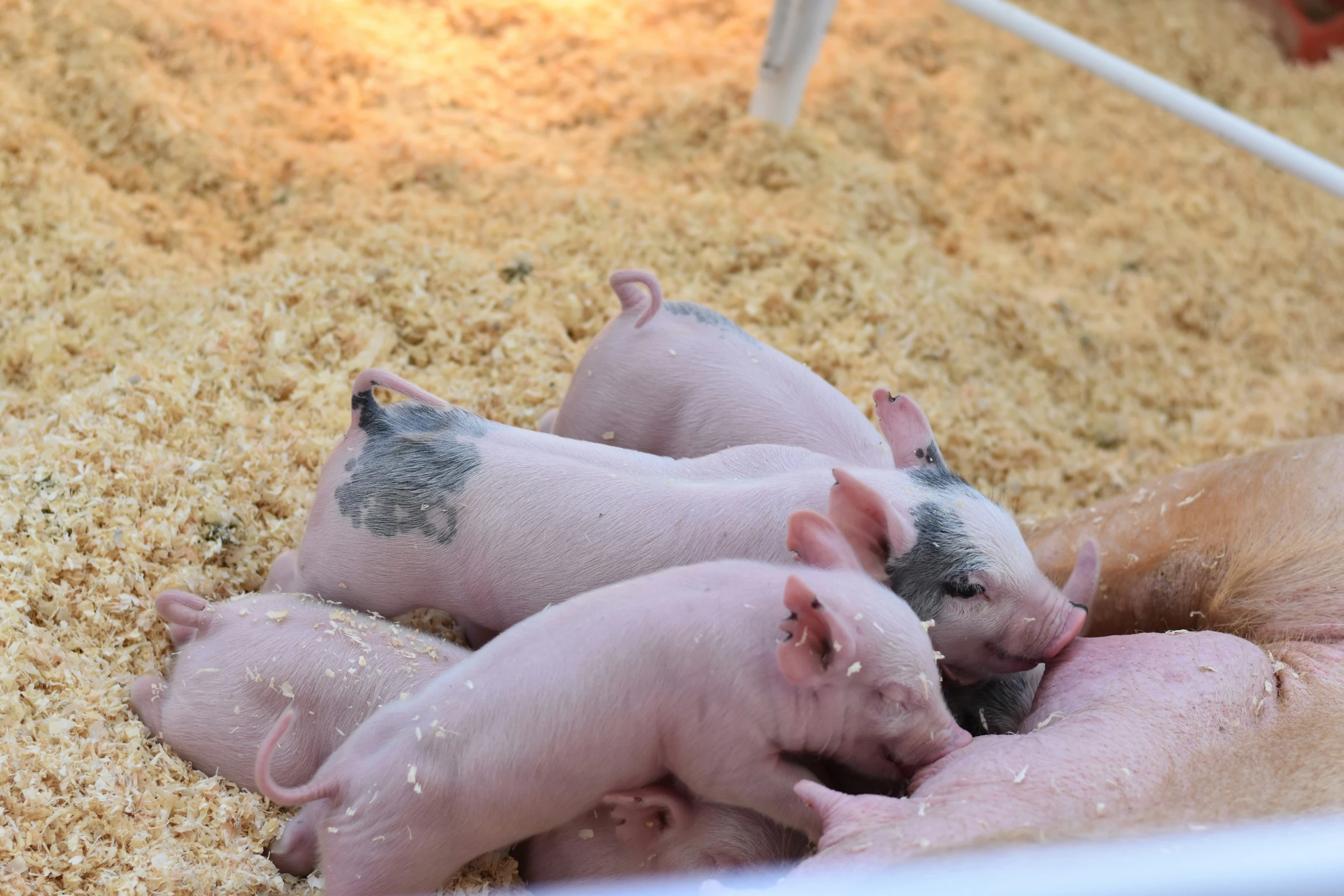 three small pigs are in a cage and all being fed