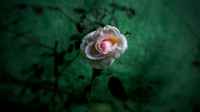 a white rose in the dark with its pink center