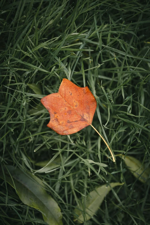 an orange leaf laying on the ground among grass