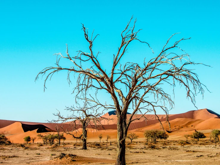 the bare tree is against the backdrop of bright orange hills