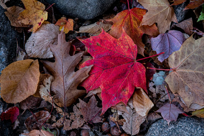 a red leaf sits on the ground among leaves