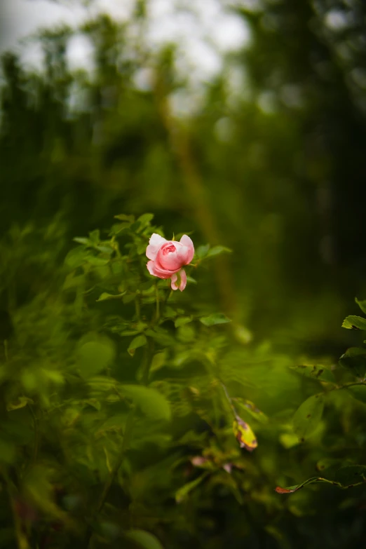 pink flower with white petals sits on a green nch