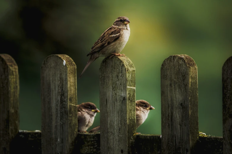 there is a bird sitting on a fence next to another bird