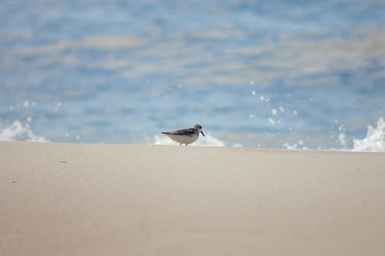 a bird that is standing in the sand