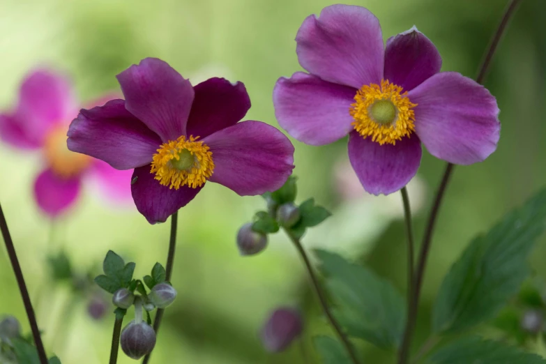 a pair of purple flowers with leaves