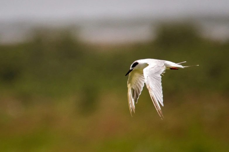 a white and black bird flying over the grass