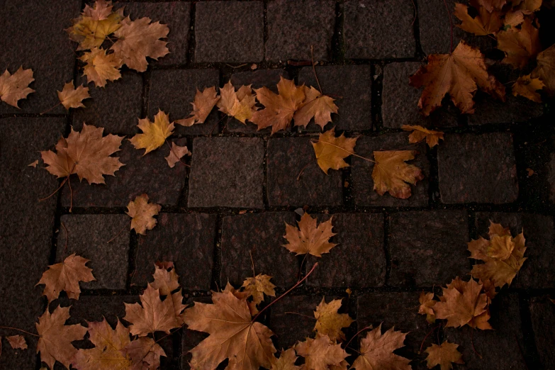 some leaves on the sidewalk that are laying on