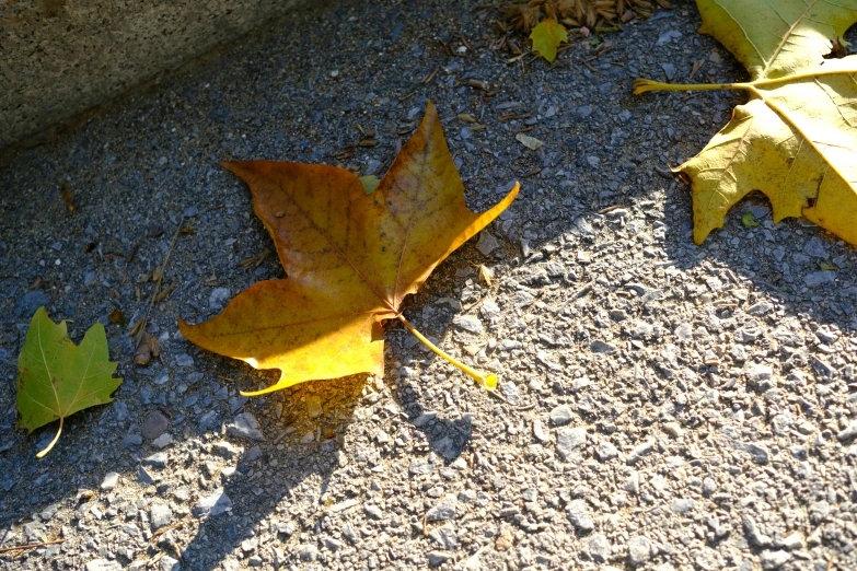 leaves lay on the ground next to the ground