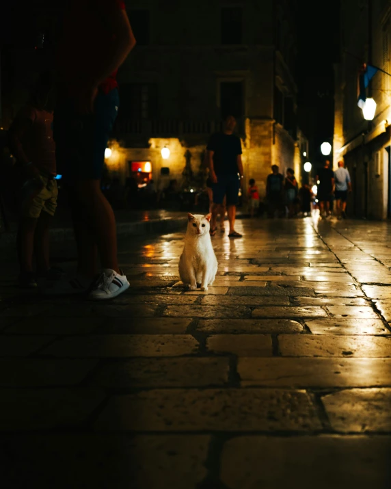 people are on the sidewalk at night with their cats