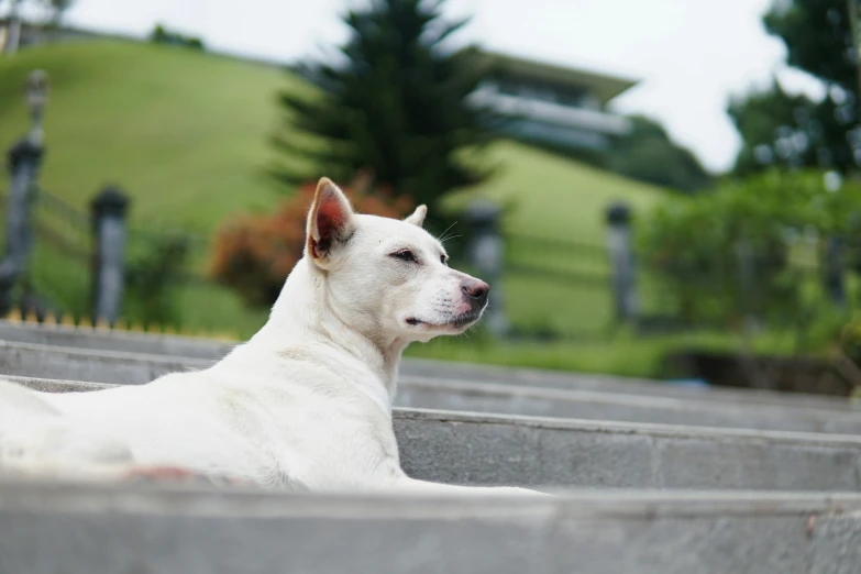 a white dog that is laying down