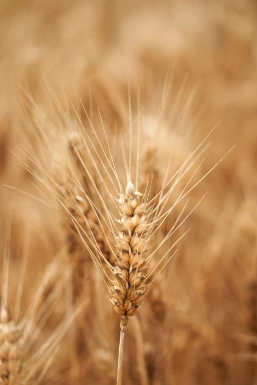 some tall wheat stalks with yellow flowers