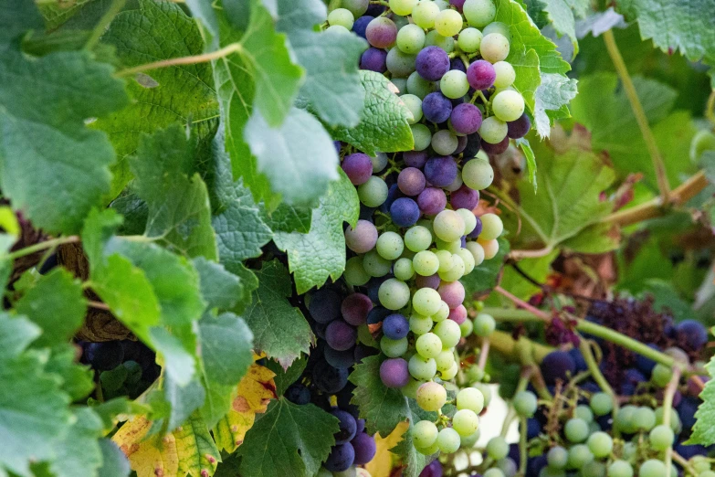 several purple and green gs on a vine