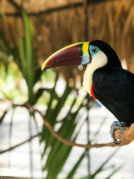 the colorful bird is perched on the nch of the tree