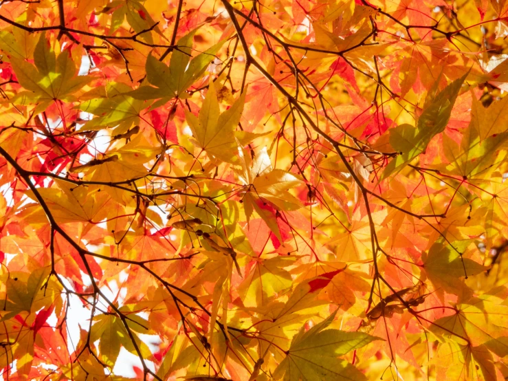 the leaves of a tree are colorful, bright and changing