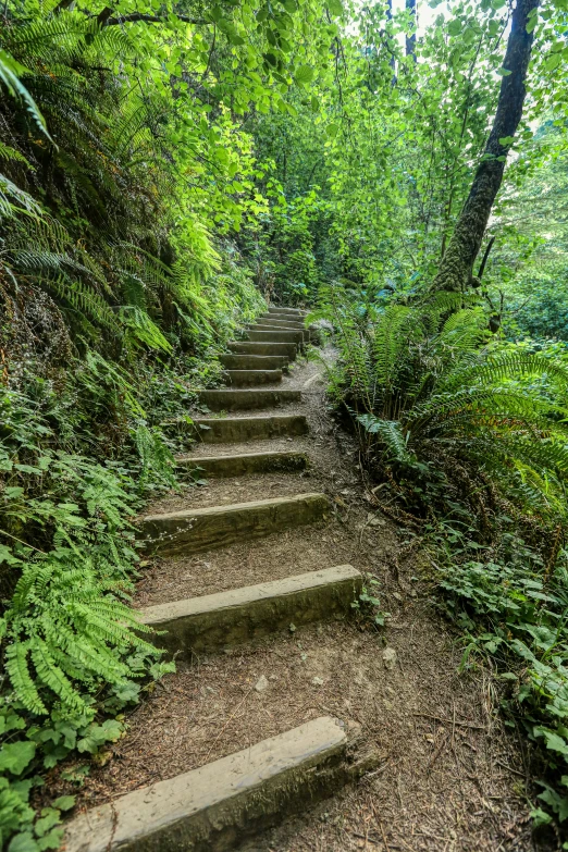 an old stone stairway surrounded by trees and lush greenery